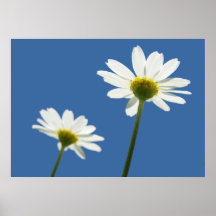 Marguerites de soleil affiches