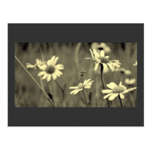 Marguerites des prés II Carte Postale