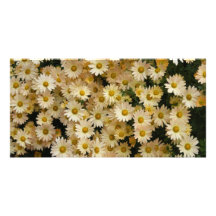 Marguerites jaunes cartes de vœux avec photo