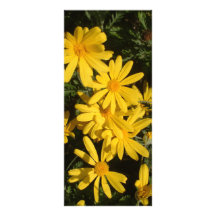 Marguerites jaunes double carte