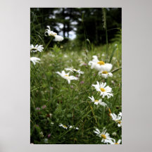 Marguerites Posters