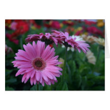 Marguerites roses de Gerbera Carte De Vœux