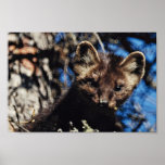 Marter in Nette Boom Print