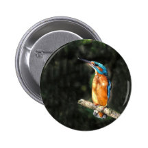 Martin-pêcheur Pin's Avec Agrafe