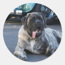 Mastiff anglais autocollant