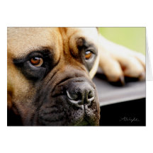 Mastiff de Taureau Carte De Vœux
