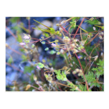 Mauvaises herbes carte postale
