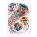 Méduses de Haeckel