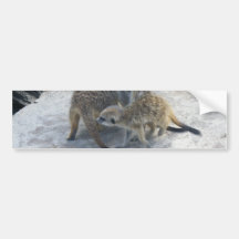 Meerkat Adhésif Pour Voiture