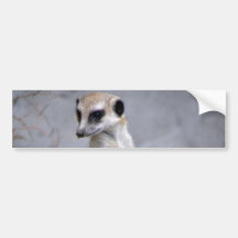 Meerkat Adhésifs Pour Voiture