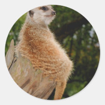 Meerkat Autocollants