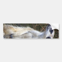 Meerkat Bumpersticker