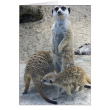 Meerkat Carte De Vœux