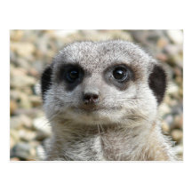 Meerkat Carte Postale