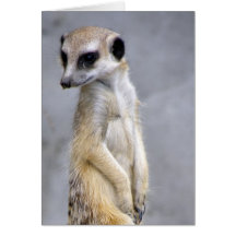 Meerkat Cartes De Vœux