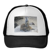 Meerkat Casquettes