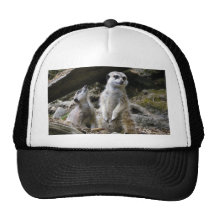 Meerkat Casquettes