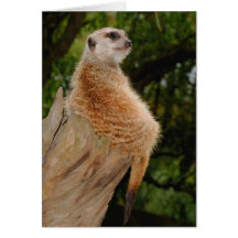 Meerkat Kaart