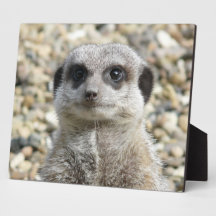 meerkat plaques d'affichage