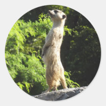 Meerkat- sur la montre adhésifs ronds