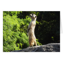 Meerkat- sur la montre carte