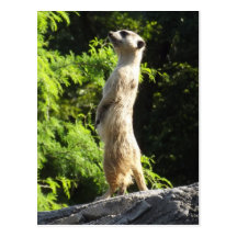 Meerkat- sur la montre carte postale