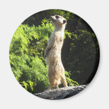 Meerkat- sur la montre magnets