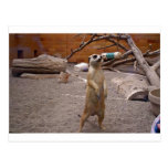 Meerkat sur ses pieds carte postale