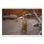 Meerkat sur ses pieds cartes