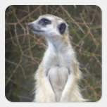 Meerkat Vierkant Sticker