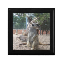 Meerkats merveilleux boîte à souvenirs