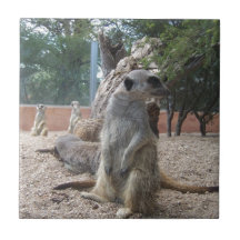 Meerkats merveilleux carreau