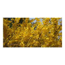 Meestal geel foto wenskaarten
