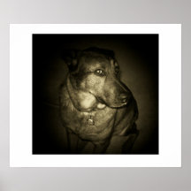 Mélange de Shepard/Huskey Affiches