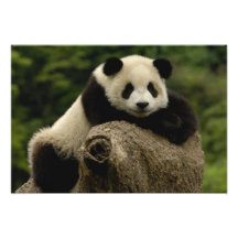 Melanoleuca d'Ailuropoda de bébé de panda géant) 7 Photographie D’art