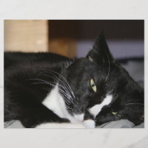 mensonge noir et blanc de chat de smoking vers le  tract personnalisé