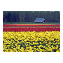 Mer des tulipes invitations personnalisées