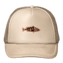 Mérou de Nassau Casquettes
