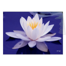 Merveille de nénuphar, S Cyr Cartes