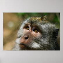 merveille de singe de Bali Indonésie d'ubud Posters