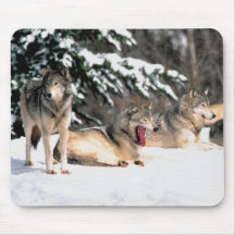 meute de loups dans le tapis de souris de photogra