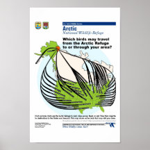 Migrations d'oiseau d'Alaska Affiches