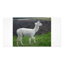 Mijn Lama Foto Kaart