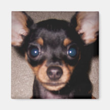mini pinscher. aimants