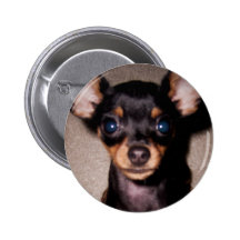 mini pinscher. badge avec épingle