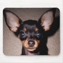 mini pinscher. tapis de souris