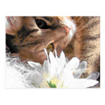 Minou de carte postale