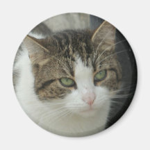 minou magnets pour réfrigérateur