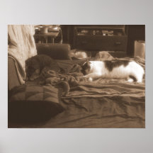 Minous de sommeil posters