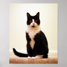Mitaine le chat poster